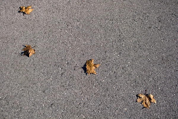 Bladen på asfalt — Stockfoto