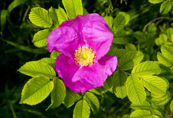 紫红色花 — 图库照片