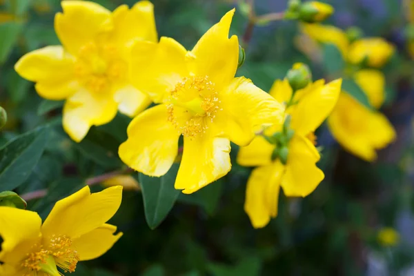 Sárga virágok — Stock Fotó