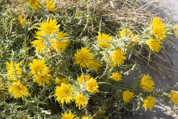 Fleurs jaunes — Photo