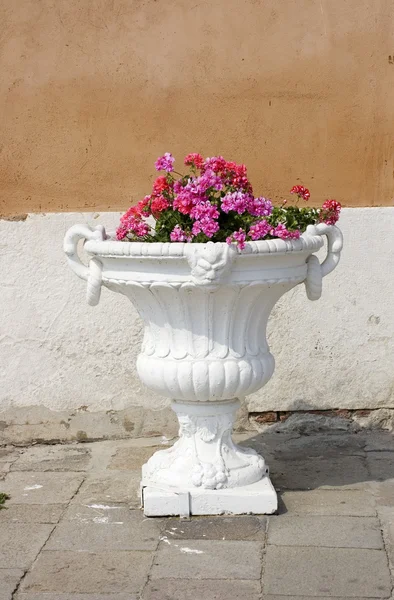 Fleurs dans un pot blanc — Photo