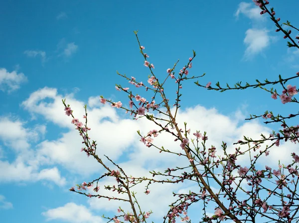 Pink Flower on tree — Stock Photo, Image