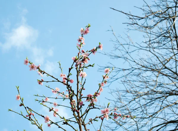 Pink Flower on tree — Stock Photo, Image