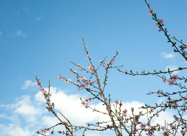 Rózsaszín virág-fa — Stock Fotó