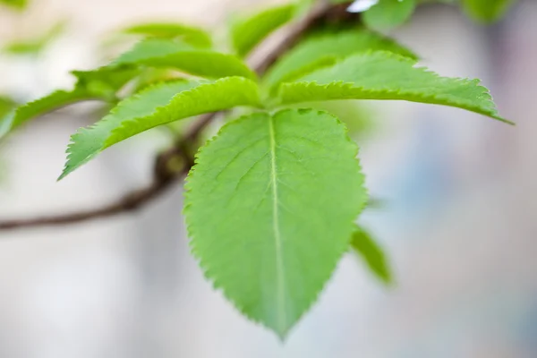 장로 잎 — 스톡 사진