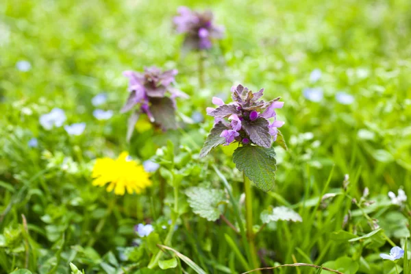 Flowers on the grass — Stock Photo, Image