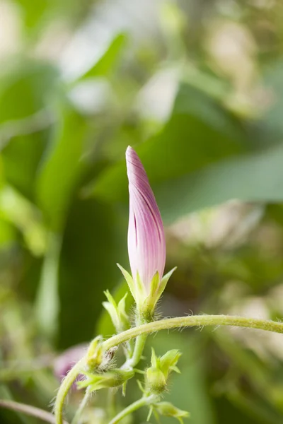 Bloom Flower — Stock Photo, Image