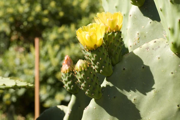 Yellow Prickly Pear Flowers — Stock Photo, Image