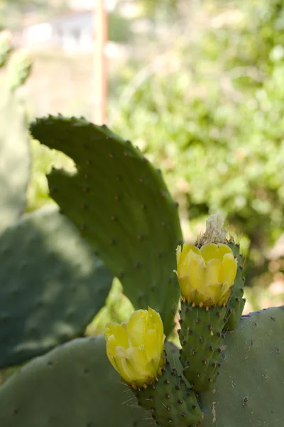 Yellow Prickly Pear Flowers — Stock Photo, Image