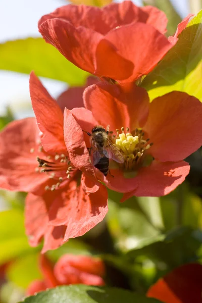 Avispa en flor roja —  Fotos de Stock