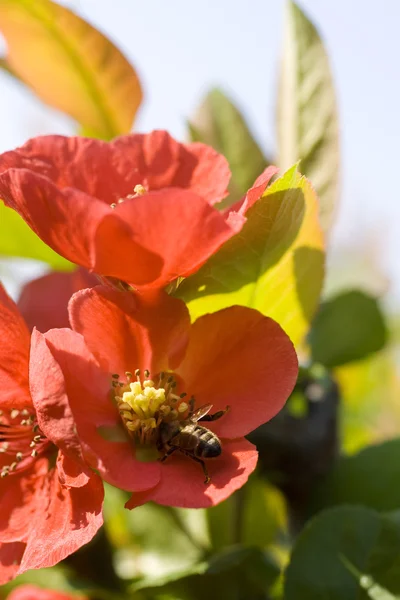 Оса на красном цветке — стоковое фото