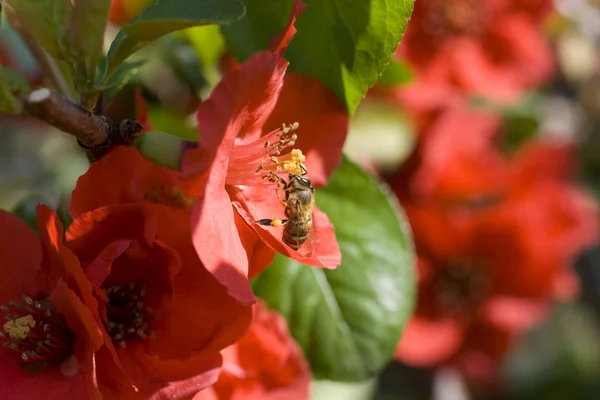 Wasp on red flower — Stock Photo, Image