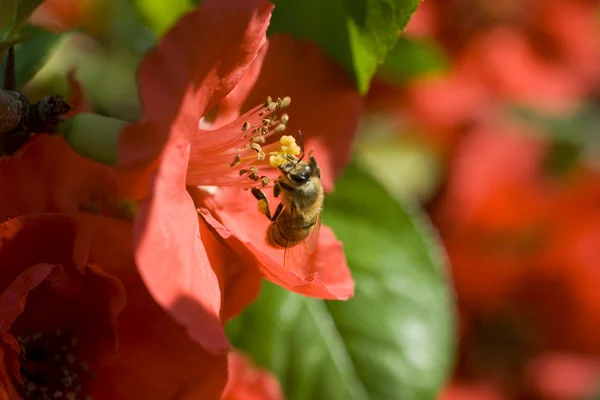 黄蜂在红色的花 — 图库照片