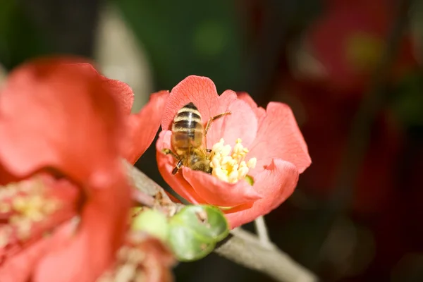 Vespa na flor vermelha — Fotografia de Stock