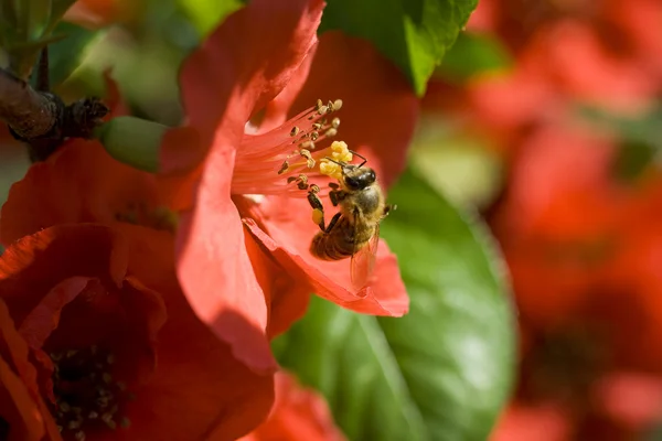 Vespa su fiore rosso — Foto Stock