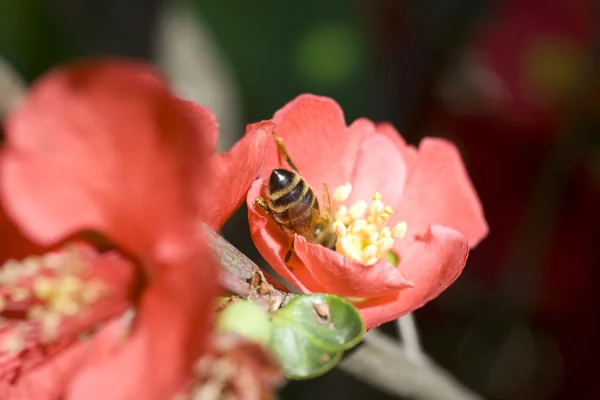 Vespa su fiore rosso — Foto Stock