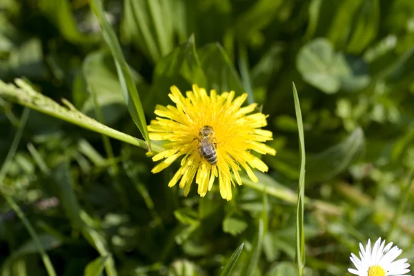 黄色の花に草を食べ — ストック写真