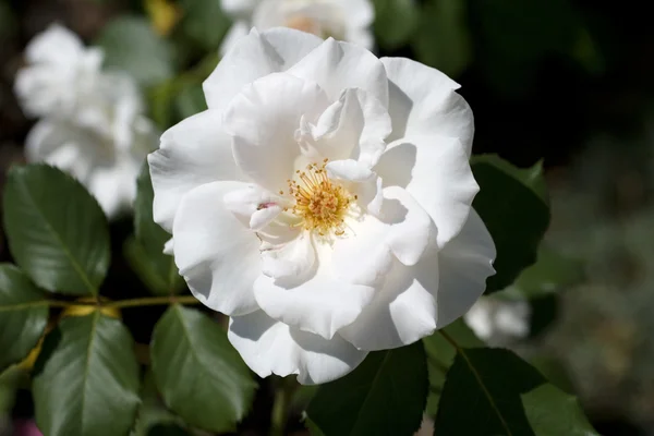 White camellia — Stock Photo, Image