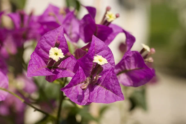 stock image Pink bougainvillea