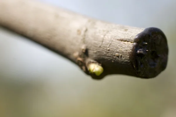 Photo of bud on a branch — Stock Photo, Image