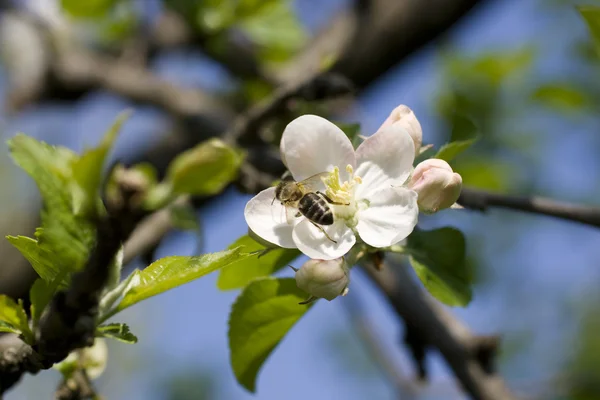 Оса на цветке вишни — стоковое фото