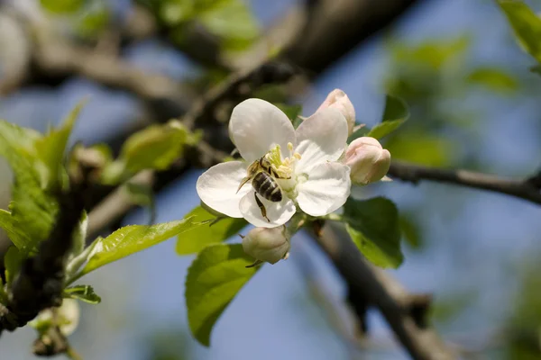 Wasp on cherry flower — Stock Photo, Image