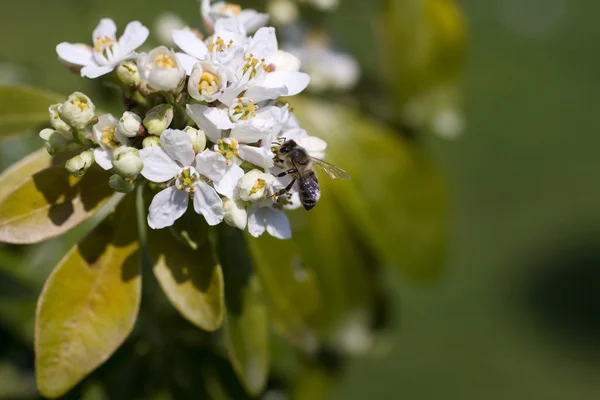 Wasp kiraz çiçek — Stok fotoğraf