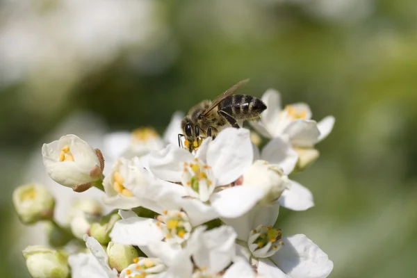 Wespe auf Kirschblüte — Stockfoto