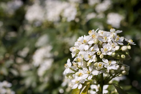 blossom'ın kiraz ağacında