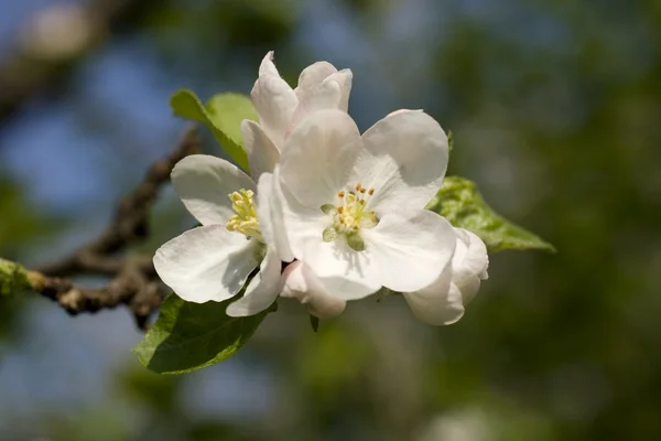 Cherry tree in blossom — Stock Photo, Image