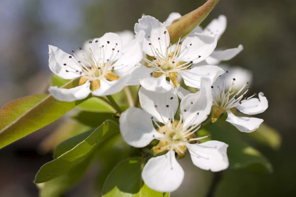 Körsbärsträdet i blossom — Stockfoto