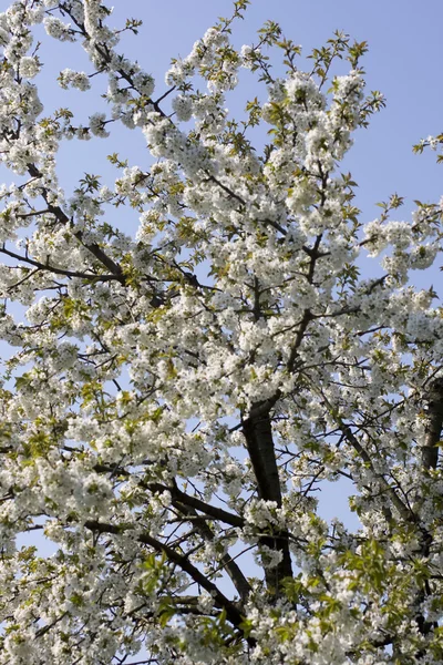 Cherry tree in blossom — Stock Photo, Image