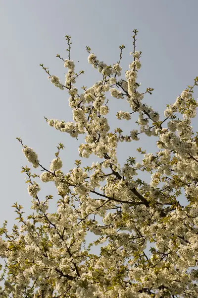 Wiśniowe drzewo w kwiecie — Zdjęcie stockowe