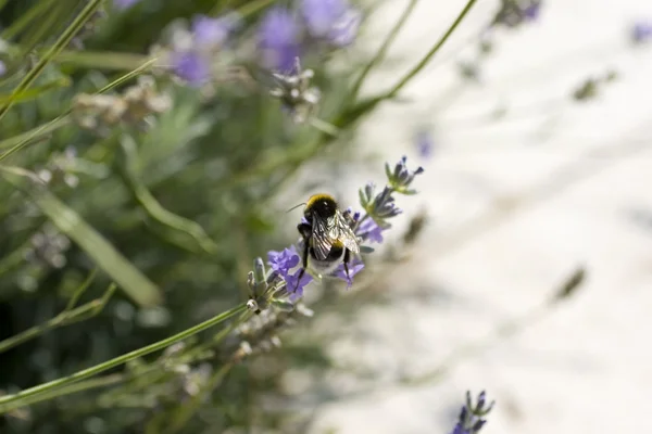 Bee op een lavendel — Stockfoto