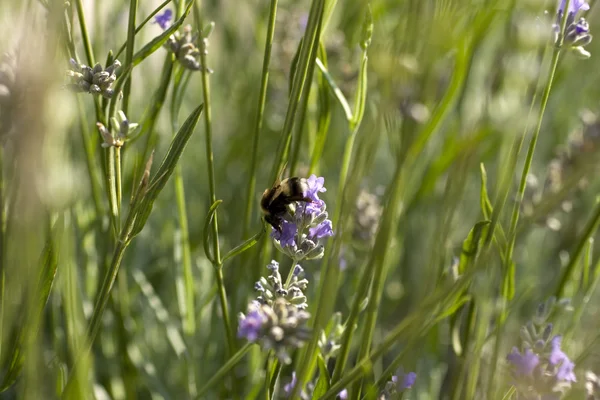 Bee op een lavendel — Stockfoto