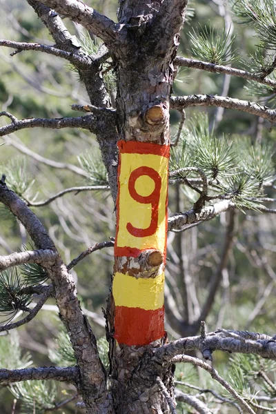 ナンバー ナイン、木の上 — ストック写真