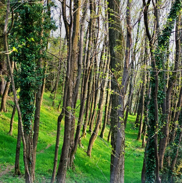 Stromy v parku — Stock fotografie