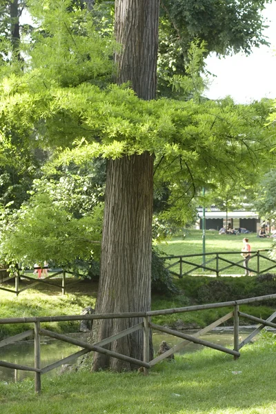 Parktaki ağaç — Stok fotoğraf