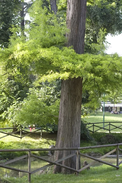 Дерево в парке — стоковое фото