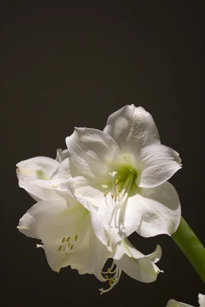 白いアマリリス — ストック写真