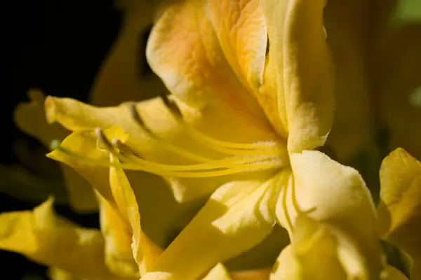 Yellow amarillis — Stock Photo, Image