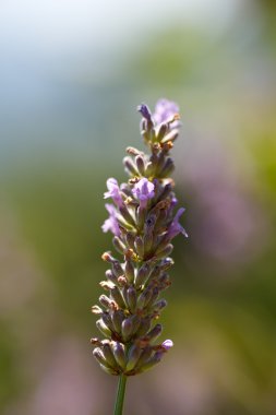 Lavender flower in bloom clipart