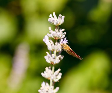 Lavanta çiçekleri üzerinde eski dünya swallowtail