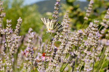 Lavanta çiçekleri üzerinde eski dünya swallowtail