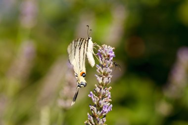 Lavanta çiçekleri üzerinde eski dünya swallowtail