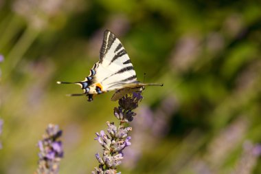 Lavanta çiçekleri üzerinde eski dünya swallowtail