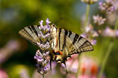 Lavanta çiçekleri üzerinde eski dünya swallowtail