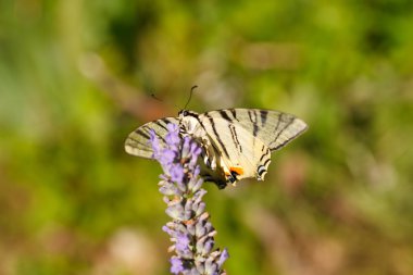 Lavanta çiçekleri üzerinde eski dünya swallowtail