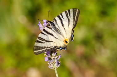 Lavanta çiçekleri üzerinde eski dünya swallowtail