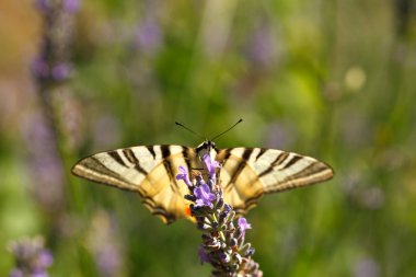 Lavanta çiçekleri üzerinde eski dünya swallowtail